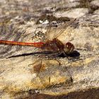 --- Große Heidelibelle (Sympetrum striolatum) --- 