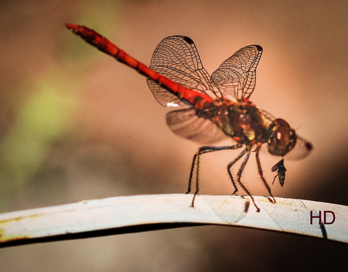 Große Heidelibelle (Sympetrum striolatum)