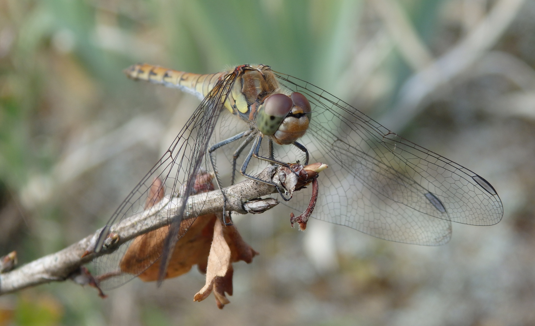 Große Heidelibelle (Sympetrum striolatum)