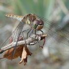 Große Heidelibelle (Sympetrum striolatum)