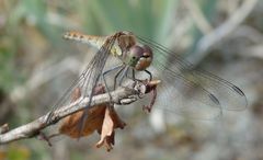 Große Heidelibelle (Sympetrum striolatum)