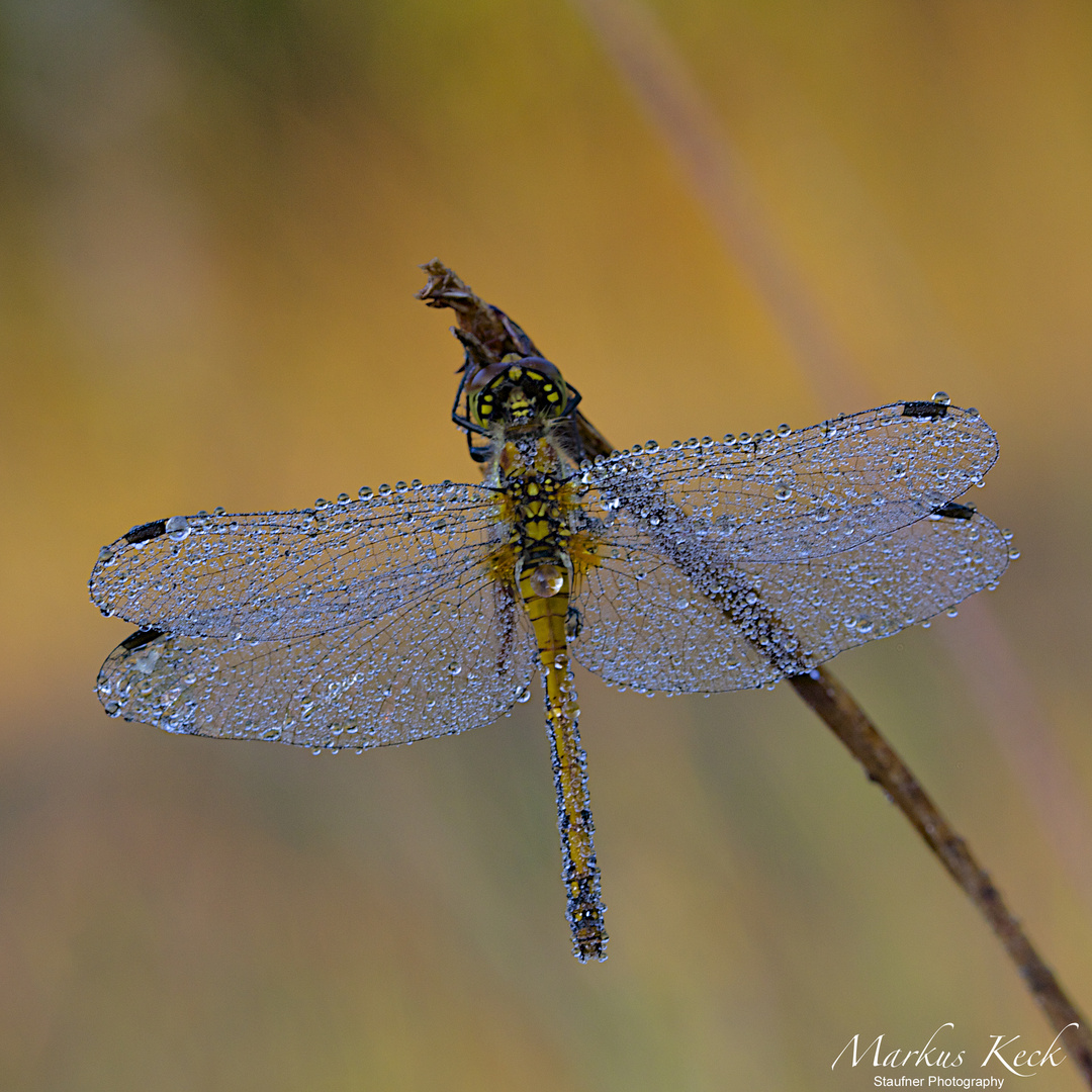 Große Heidelibelle (Sympetrum striolatum) Foto & Bild tiere, wildlife