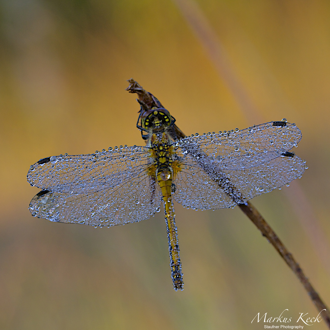 Große Heidelibelle (Sympetrum striolatum)