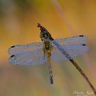 Große Heidelibelle (Sympetrum striolatum)