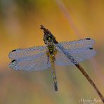 Große Heidelibelle (Sympetrum striolatum)