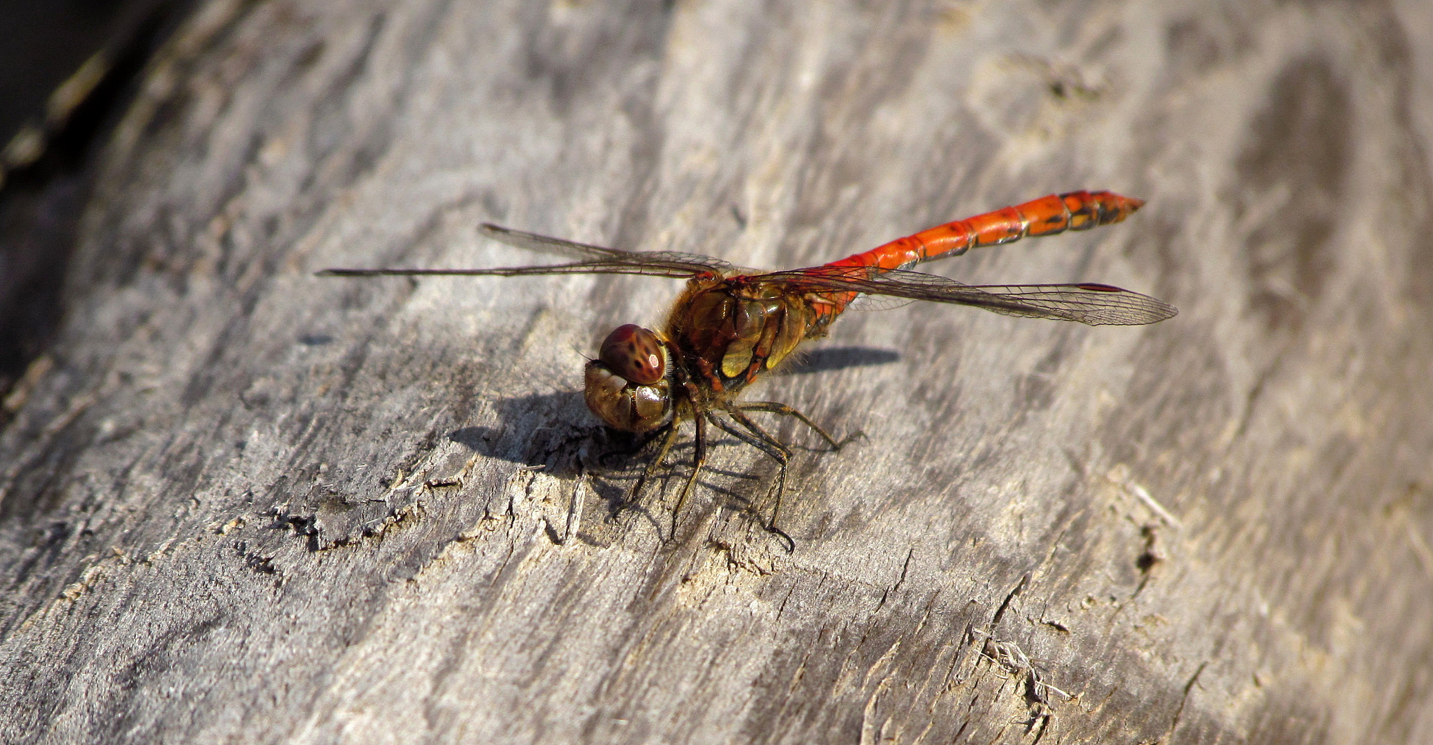 ... Große Heidelibelle (Sympetrum striolatum) ...