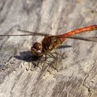 ... Große Heidelibelle (Sympetrum striolatum) ...