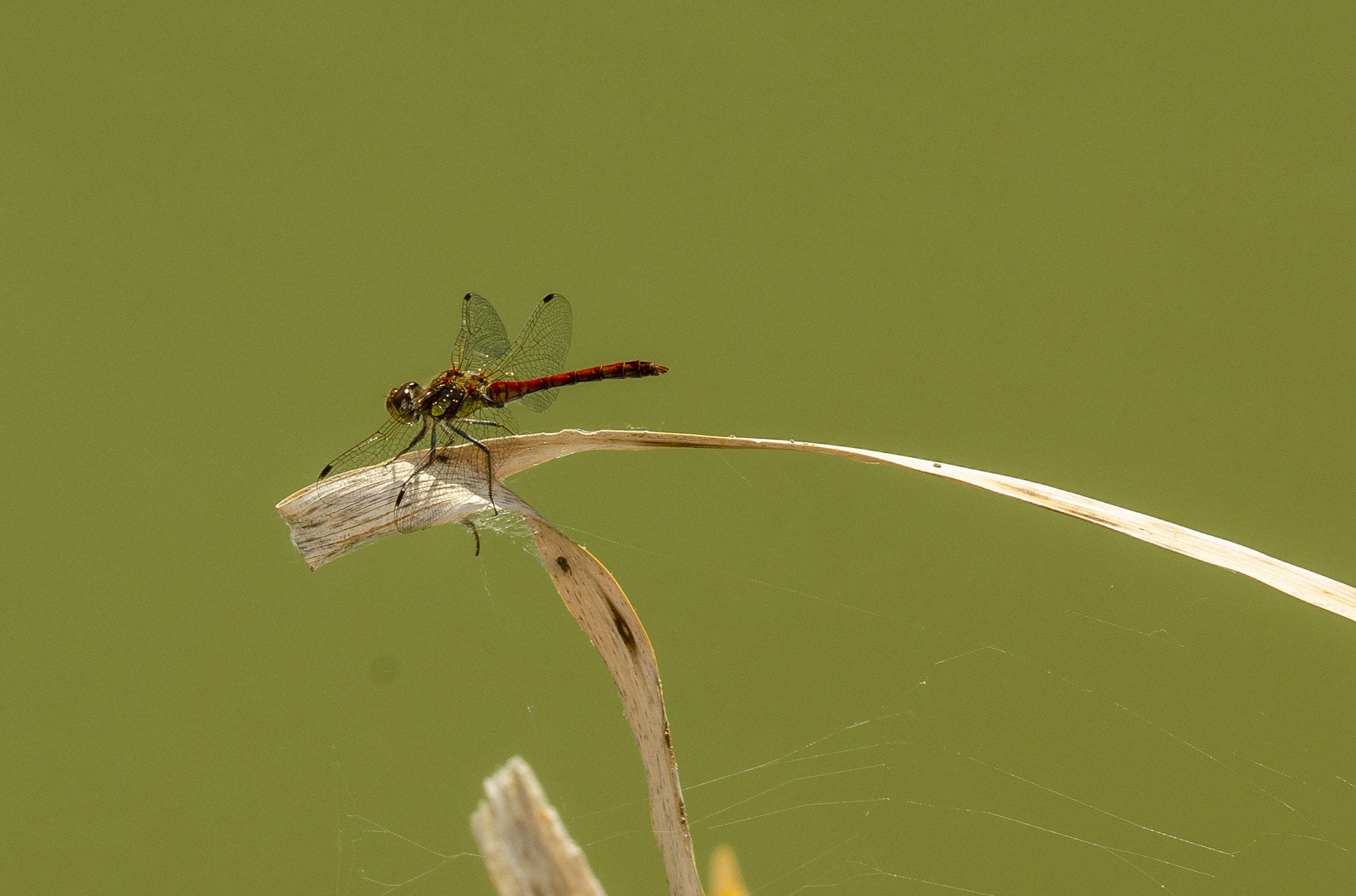 Große Heidelibelle (Sympetrum striolatum)