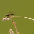 Große Heidelibelle (Sympetrum striolatum)