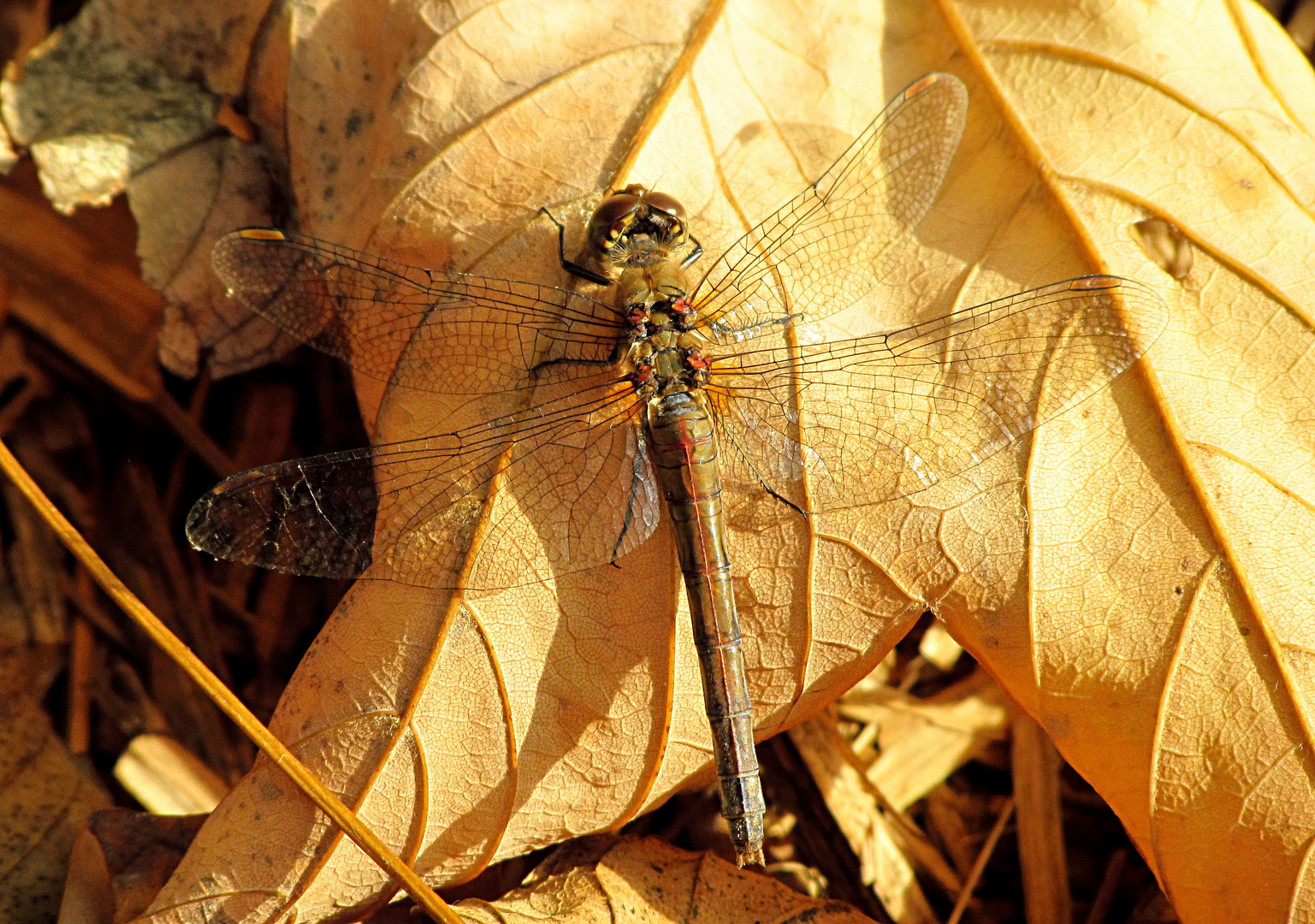 --- Große Heidelibelle (Sympetrum striolatum) ---