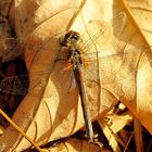 --- Große Heidelibelle (Sympetrum striolatum) ---