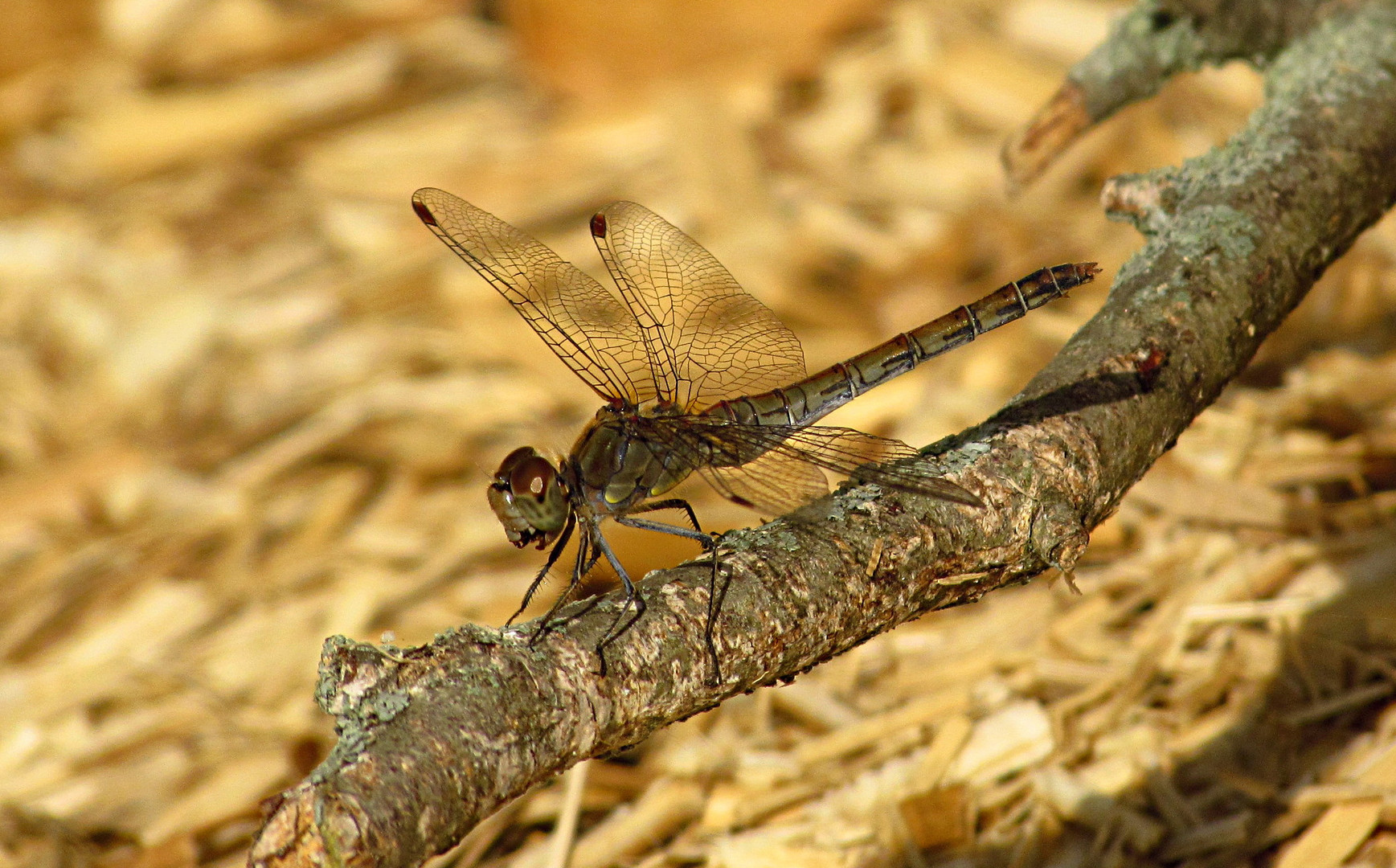 --- Große Heidelibelle (Sympetrum striolatum) --- 