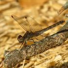 --- Große Heidelibelle (Sympetrum striolatum) --- 