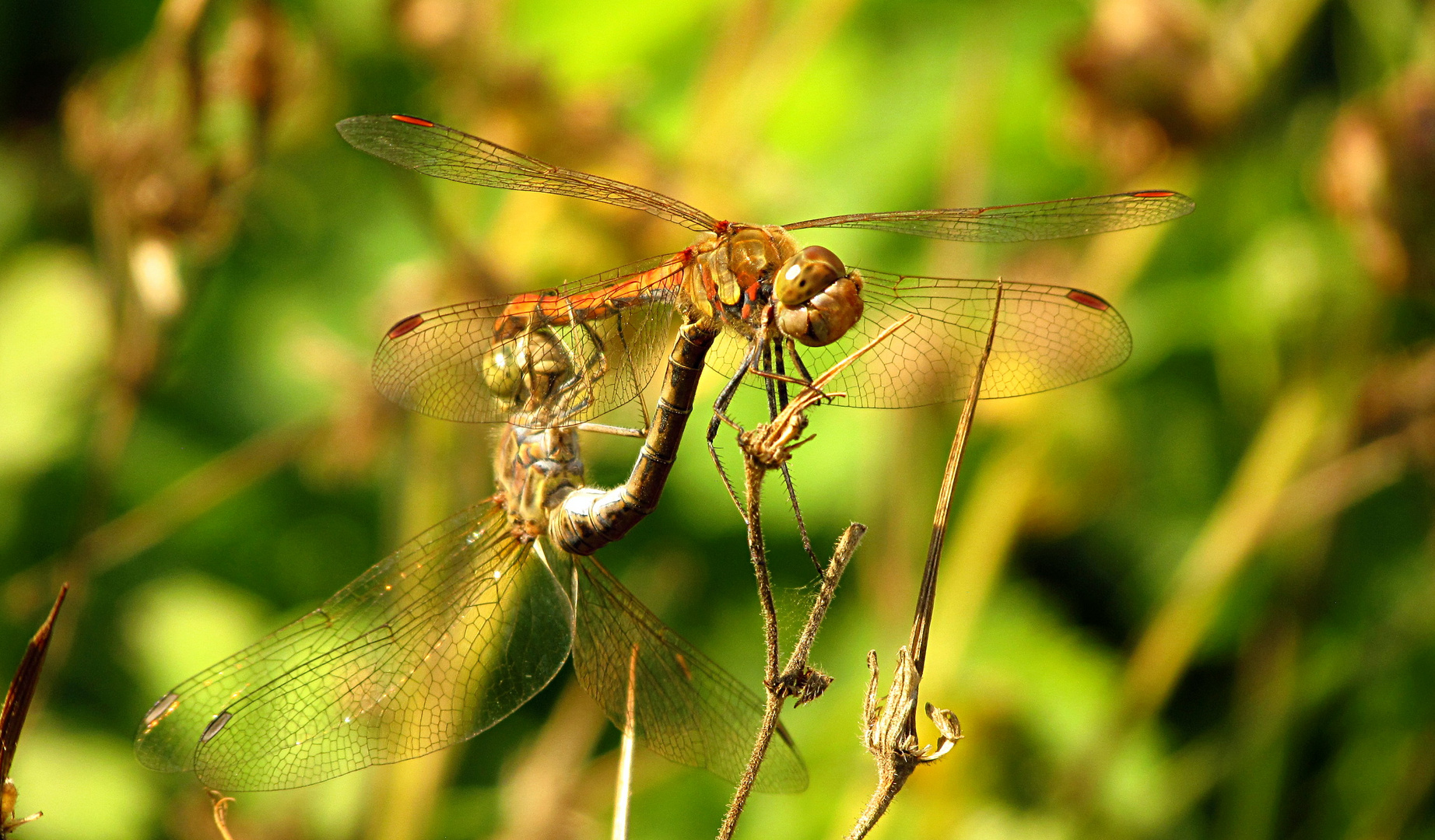 --- Große Heidelibelle (Sympetrum striolatum) ---