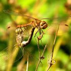 --- Große Heidelibelle (Sympetrum striolatum) ---