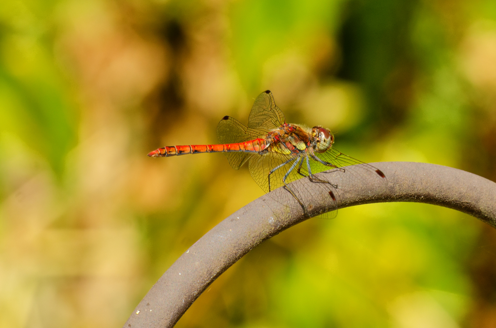 Große Heidelibelle (Sympetrum striolatum)