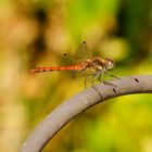 Große Heidelibelle (Sympetrum striolatum)