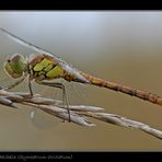 Grosse Heidelibelle (Sympetrum striolatum)