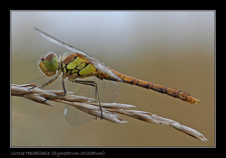 Grosse Heidelibelle (Sympetrum striolatum)