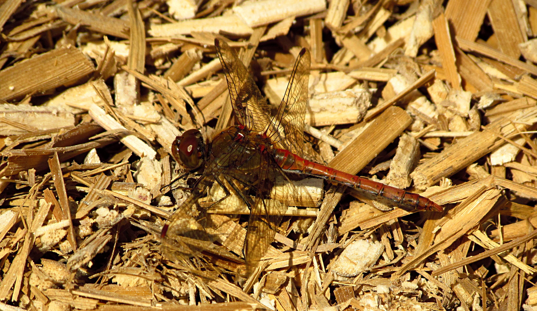 --- Große Heidelibelle (Sympetrum striolatum) ---