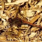 --- Große Heidelibelle (Sympetrum striolatum) ---