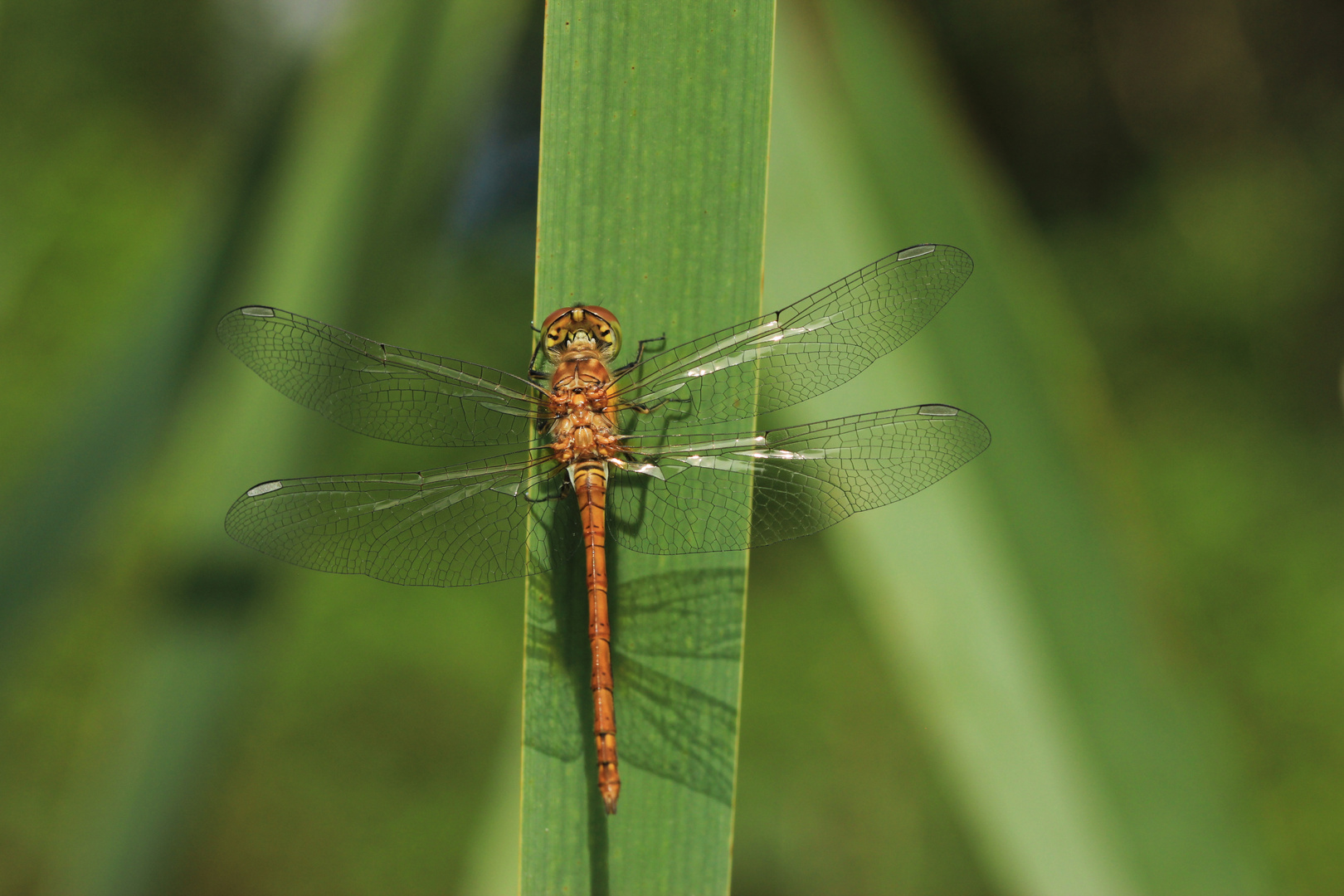 Große Heidelibelle (Sympetrum striolatum)