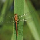 Große Heidelibelle (Sympetrum striolatum)