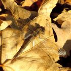 ... Große Heidelibelle (Sympetrum striolatum) ...