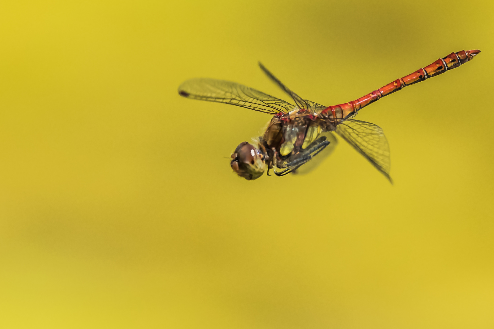 Große Heidelibelle- (Sympetrum striolatum)