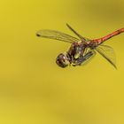 Große Heidelibelle- (Sympetrum striolatum)