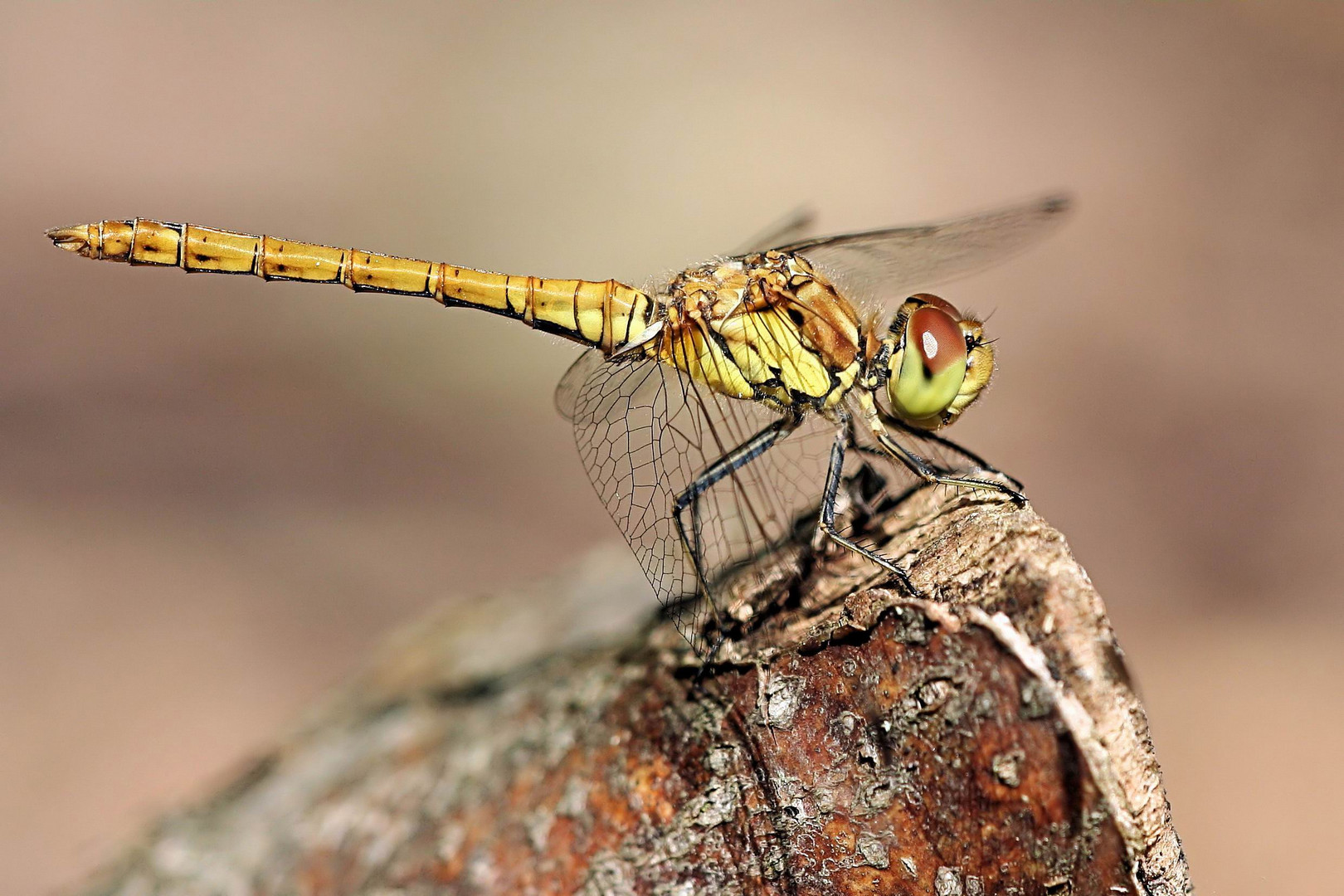 Große Heidelibelle (Sympetrum striolatum)