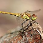 Große Heidelibelle (Sympetrum striolatum)