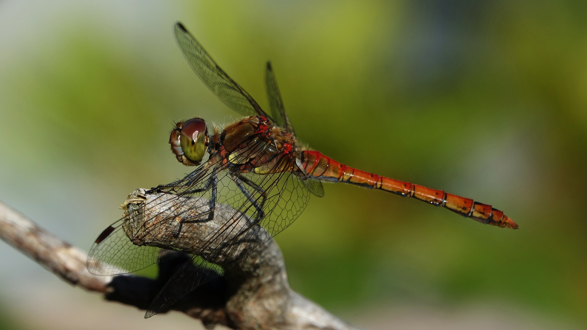 Große Heidelibelle (Sympetrum striolatum)