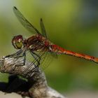 Große Heidelibelle (Sympetrum striolatum)