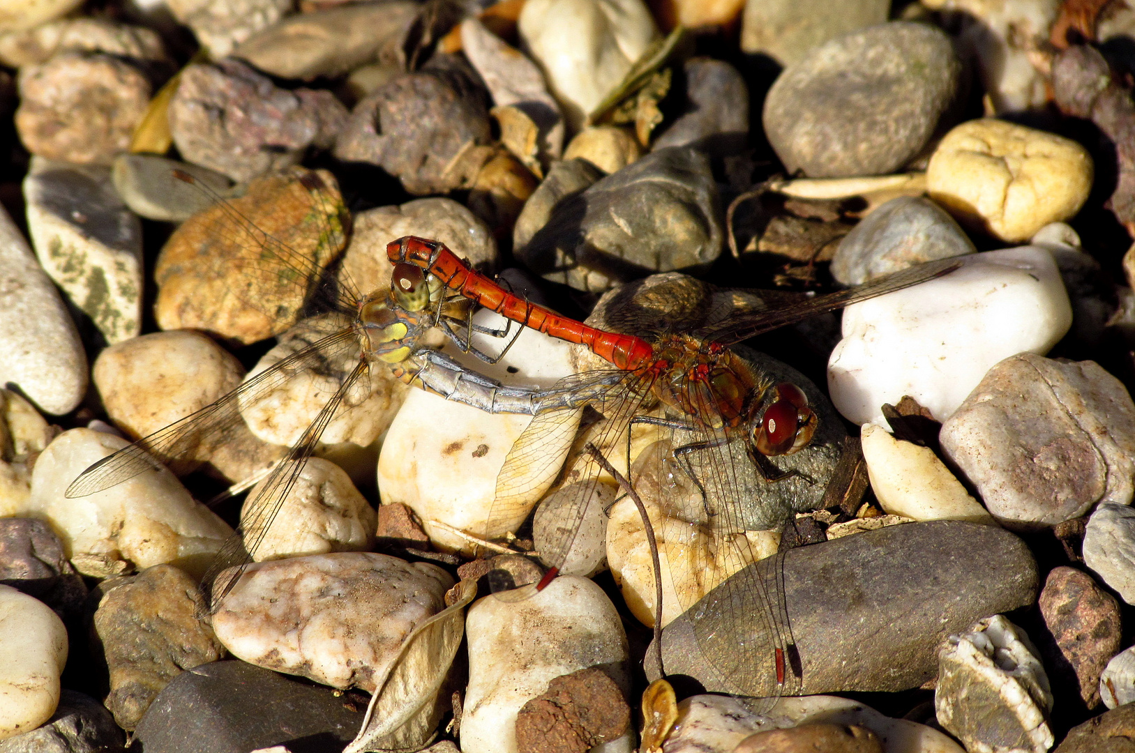 ... Große Heidelibelle (Sympetrum striolatum) ...