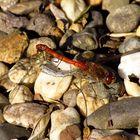 ... Große Heidelibelle (Sympetrum striolatum) ...