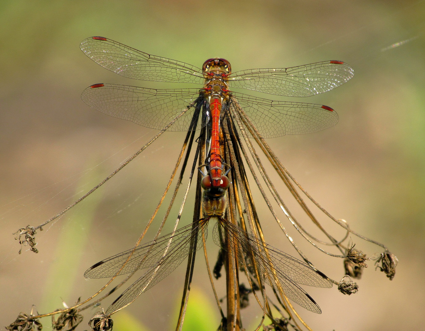 ... Große Heidelibelle (Sympetrum striolatum) ...