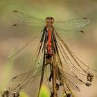 ... Große Heidelibelle (Sympetrum striolatum) ...