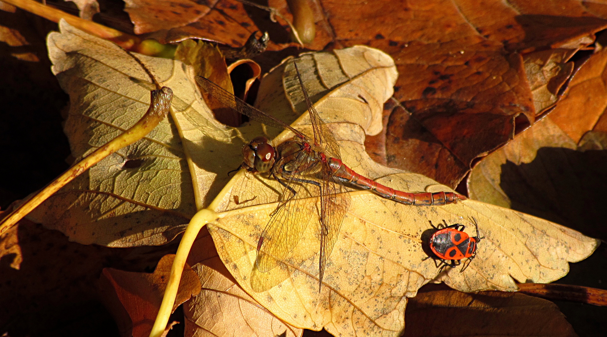 --- Große Heidelibelle (Sympetrum striolatum) ---