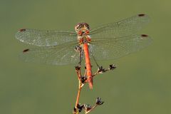 Große Heidelibelle (Sympetrum striolatum)