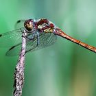 Große Heidelibelle (Sympetrum striolatum)