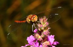 Grosse Heidelibelle (Sympetrum striolatum) 