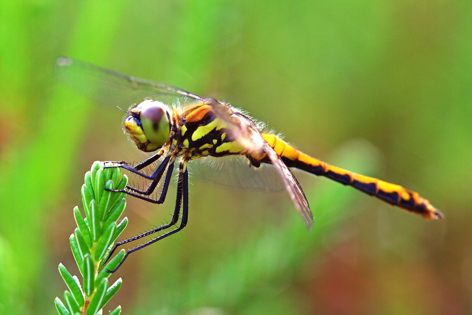 Grosse Heidelibelle (Sympetrum striolatum)