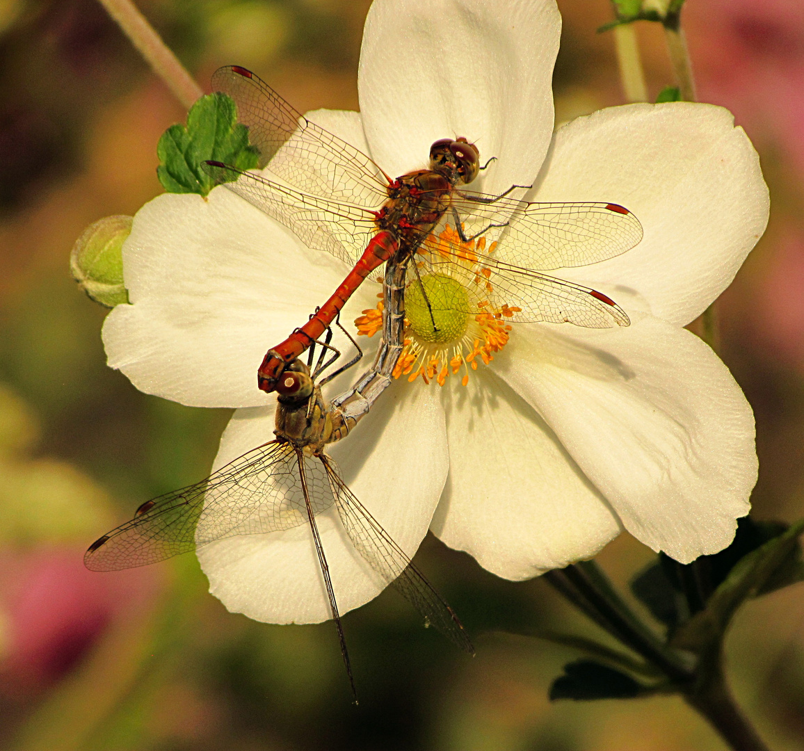 --- Große Heidelibelle (Sympetrum striolatum) ---