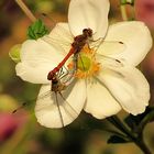 --- Große Heidelibelle (Sympetrum striolatum) ---