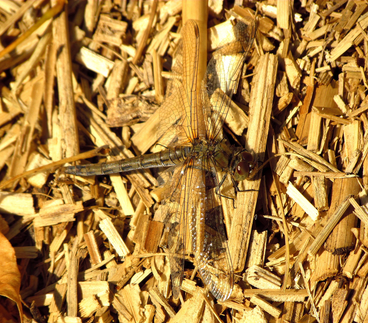 ... Große Heidelibelle (Sympetrum striolatum) ...