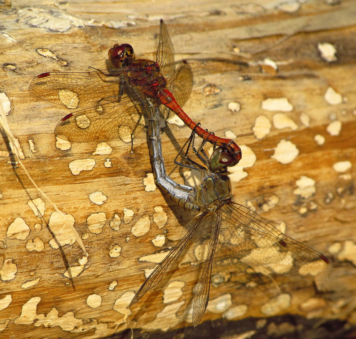 ... Große Heidelibelle (Sympetrum striolatum) ...