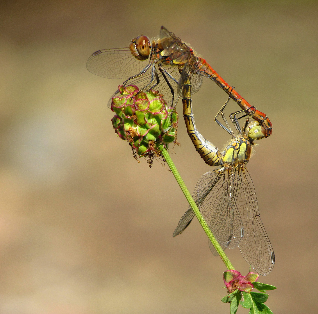 ... Große Heidelibelle (Sympetrum striolatum) ...