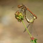 ... Große Heidelibelle (Sympetrum striolatum) ...