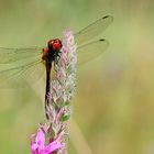 Große Heidelibelle (Sympetrum striolatum)